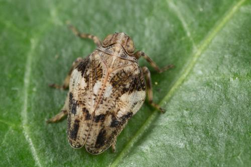 Issus coleoptratus