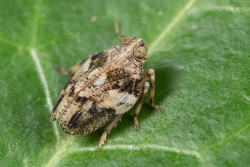 Issus coleoptratus