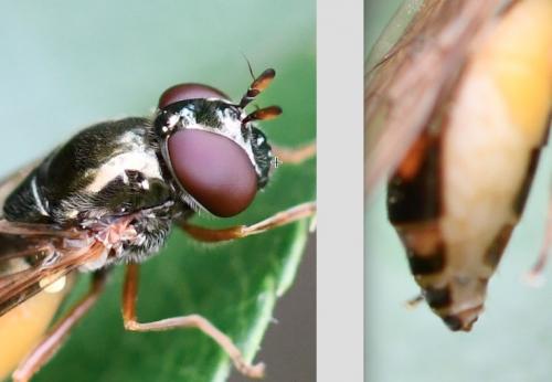 Melanostoma mellinum