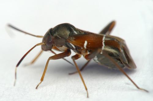 Réf. 261 892 : Pilophorus perplexus