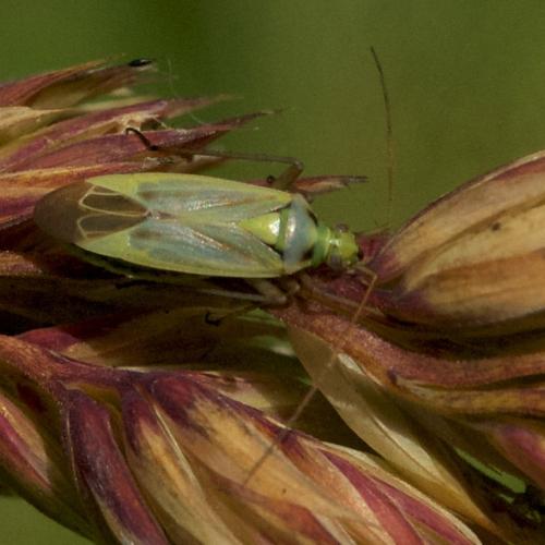 Stenotus binotatus