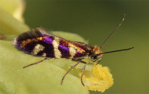 Micropterix schaefferi