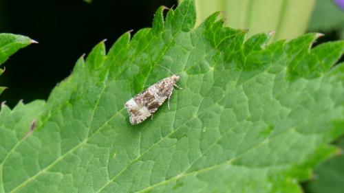 Orthotaenia undulana