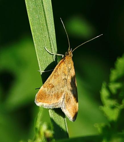 Pyrausta despicata