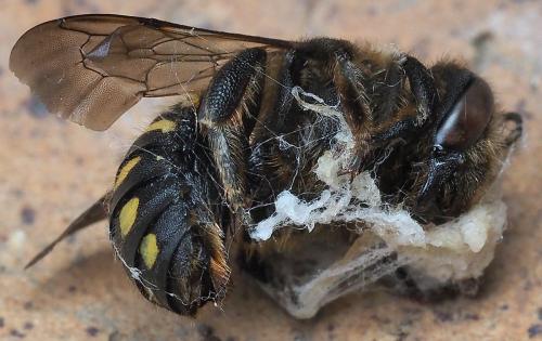 Anthidium septemspinosum