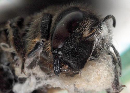 Anthidium septemspinosum