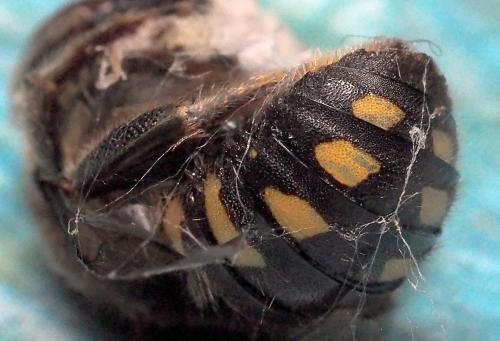 Anthidium septemspinosum
