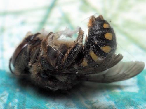 Anthidium septemspinosum