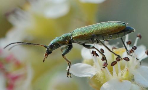 Chrysanthia viridissima