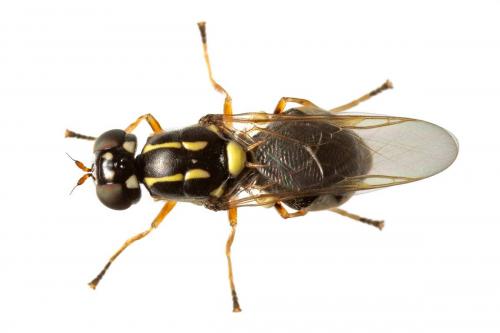 Oxycera pardalina