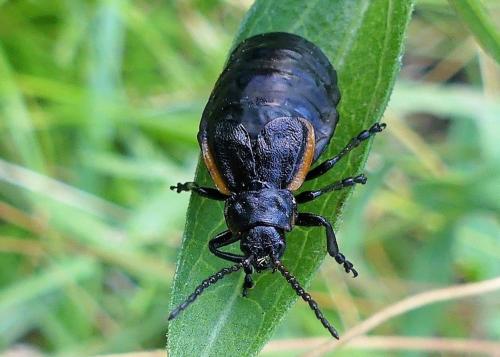 Arima marginata