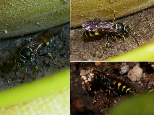 Gorytes laticinctus