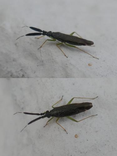 Réf. 261 538 : Heterotoma planicornis