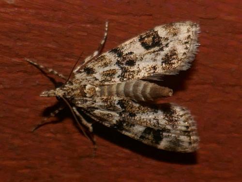 Eudonia delunella