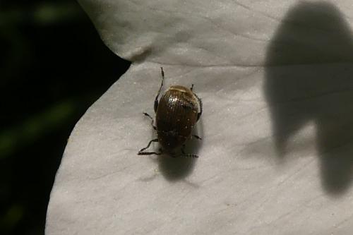 Réf. 261 221 : Bruchinae inconnu