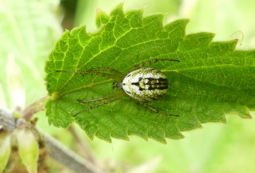 Réf. 261 011 : Mangora acalypha