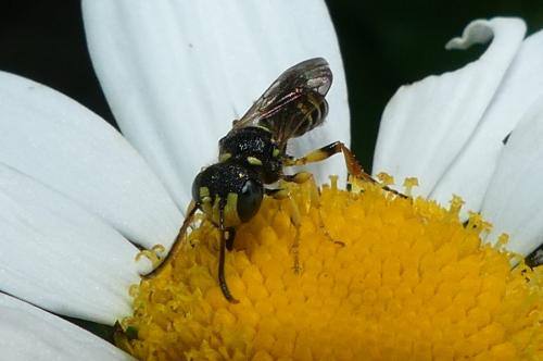 Cerceris sp.