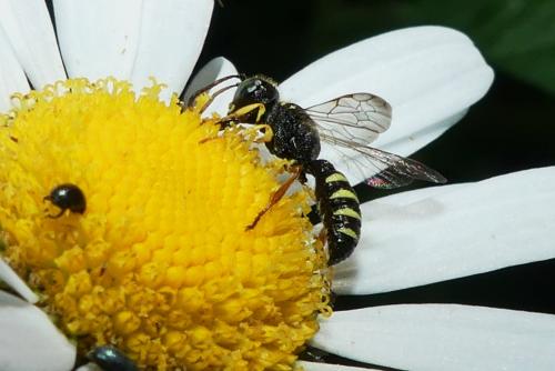 Réf. 261 114 : Cerceris sp.