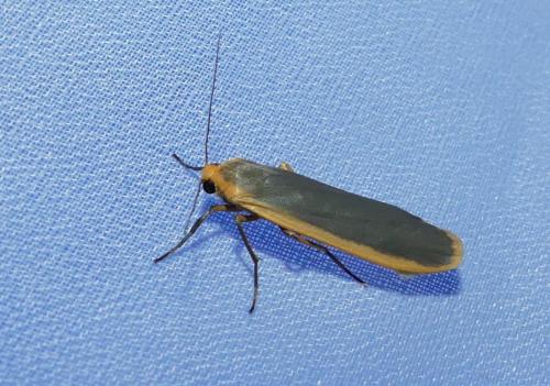 Eilema lurideola