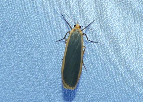 Eilema lurideola