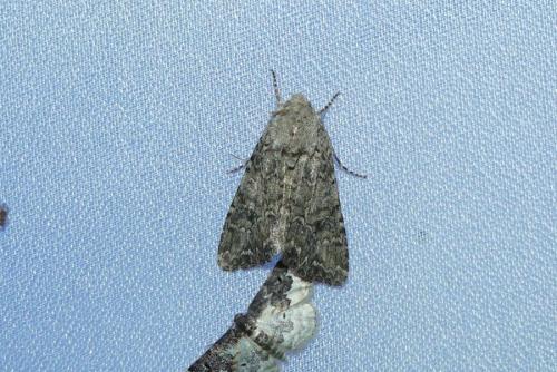 Réf. 261 829 : Anarta trifolii