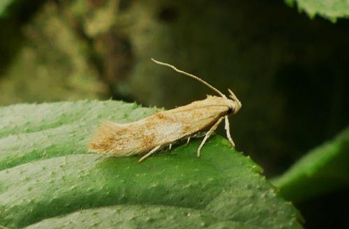 Réf. 261 994 : Mompha ochraceella