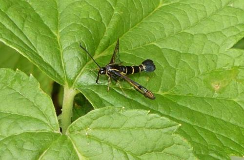 Réf. 261 502 : Synanthedon tipuliformis