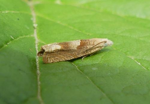 Réf. 261 758 : Eucosma conterminana