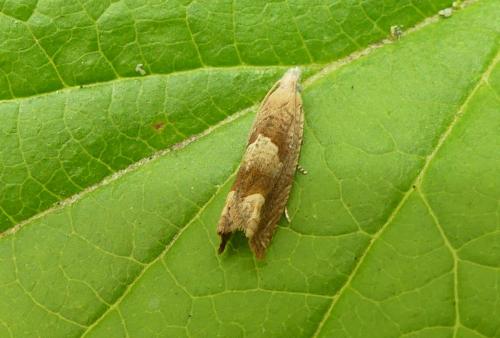 Réf. 261 759 : Eucosma conterminana