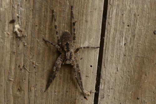 Zoropsis spinimana