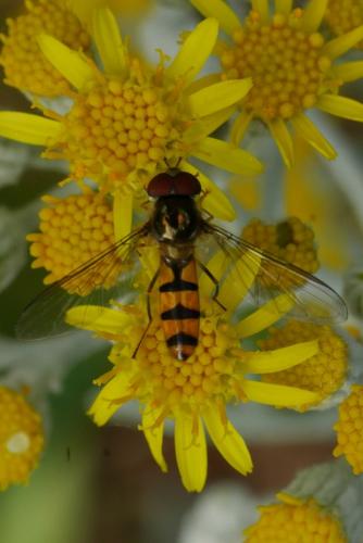 Réf. 261 377 : Meliscaeva cinctella