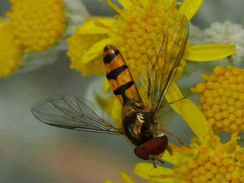 Réf. 261 116 : Meliscaeva auricollis