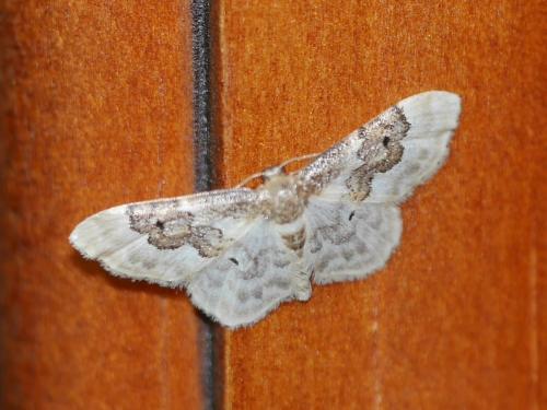Réf. 261 395 : Idaea rusticata