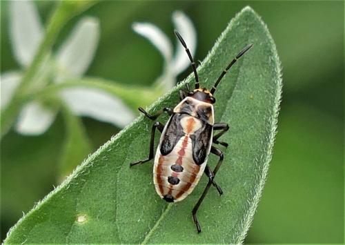 Réf. 261 812 : Lygaeus sp.