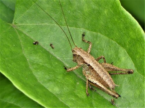 Réf. 261 977 : Pholidoptera griseoaptera