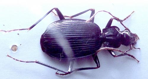 Platynus sexualis