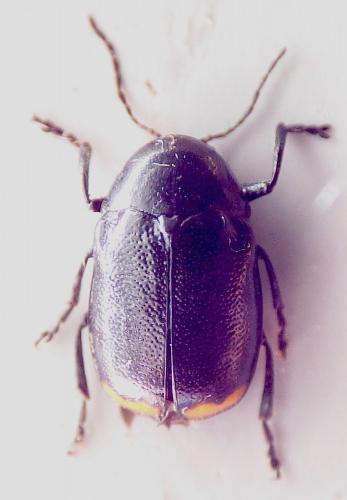 Cryptocephalus cyanipes