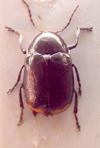 Réf. 261 780 : Cryptocephalus cyanipes