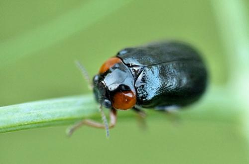 Réf. 261 954 : Smaragdina affinis