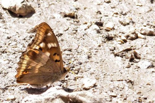 Réf. 261 307 : Apatura ilia