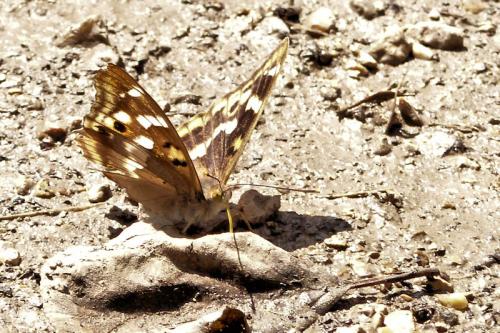 Apatura ilia
