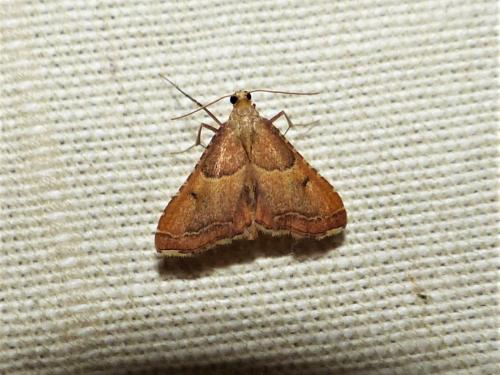 Réf. 261 083 : Endotricha flammealis
