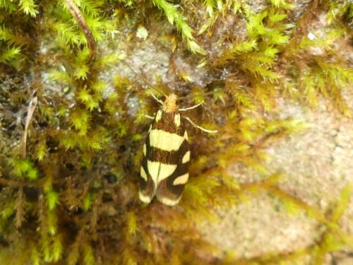 Lampronia rupella