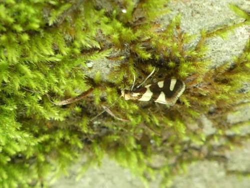 Réf. 261 312 : Lampronia rupella
