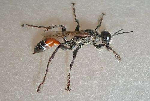 Prionyx kirbii