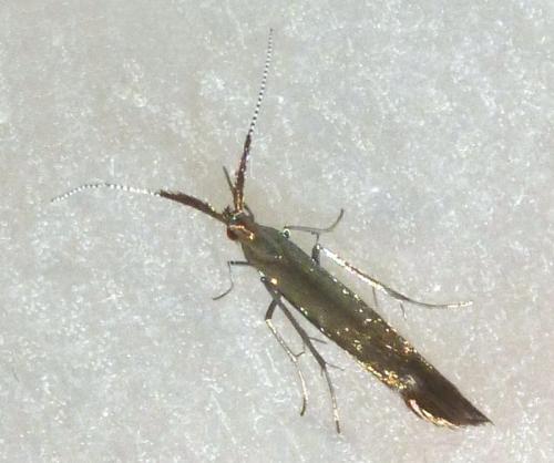Coleophora mayrella