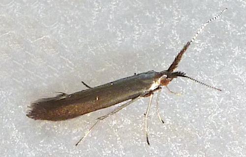 Coleophora mayrella