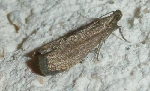 Réf. 261 786 : Eccopisa effractella