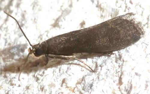 Réf. 261 793 : Eccopisa effractella