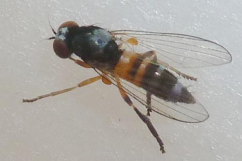 Réf. 261 762 : Callomyia amoena